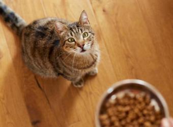Optimizing Feline Health with Every Bite: A Doctor’s Discussion on the Nutritional Needs Through a Cat&#039;s Life