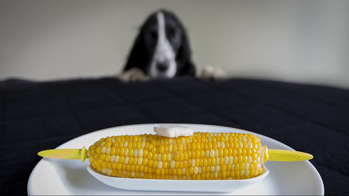 corn-cob