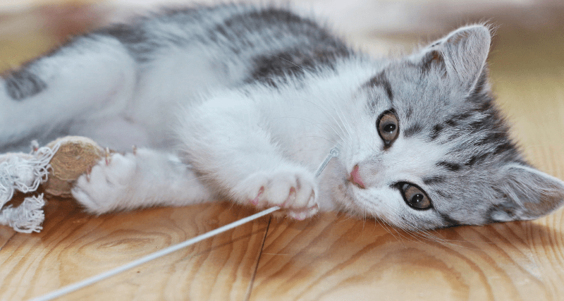 kitten-and-toy