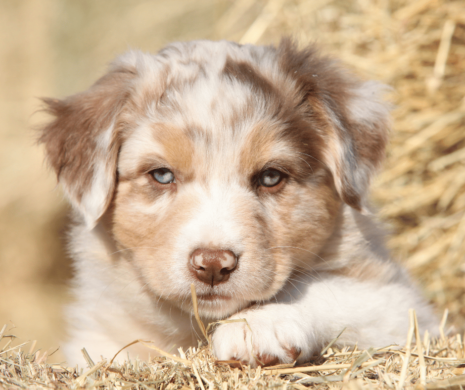 Blue-eyed Australian Shepherd puppy on a bale of hay