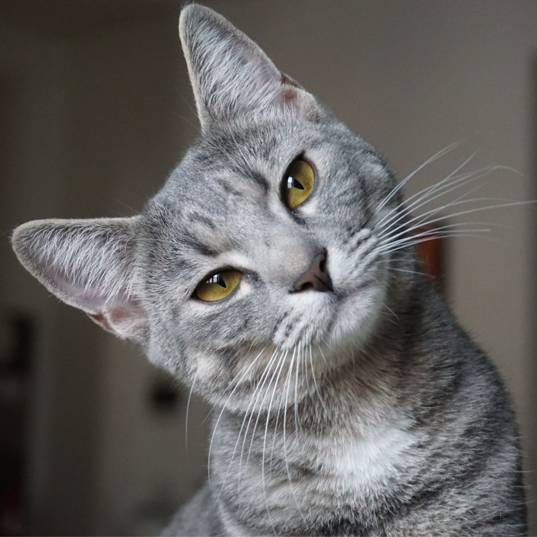 Pretty gray cat looking at the camera with their hear turned to the left side