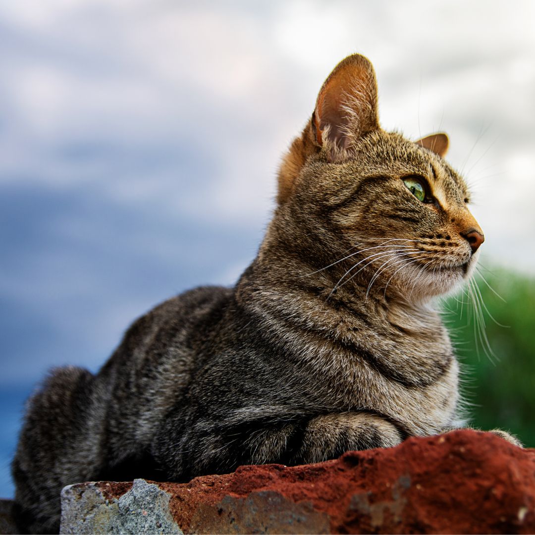 Cat up on a rock, looking into the distance