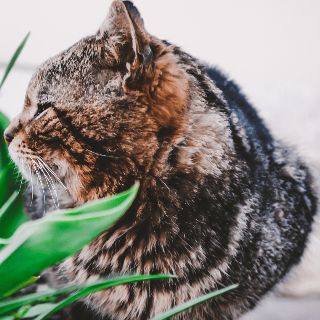 Cat looking to the side at a green leafy plant
