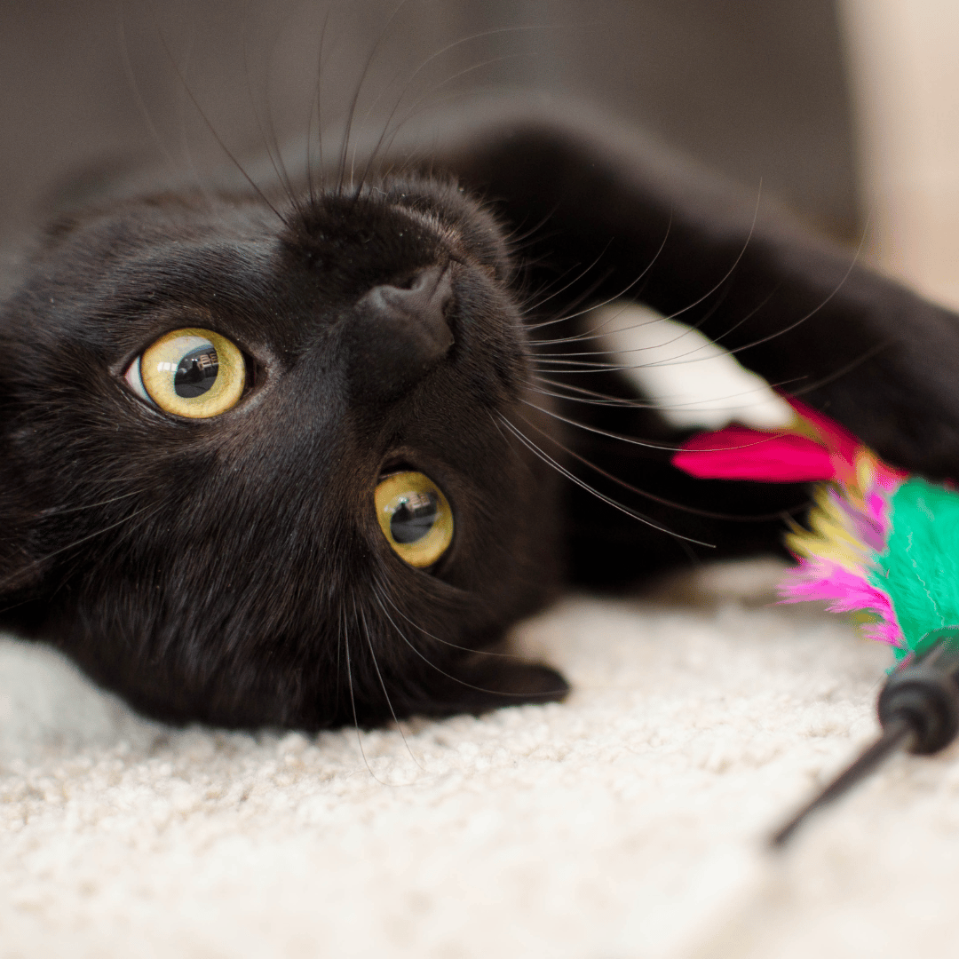 Black Cat Playing with a feather toy
