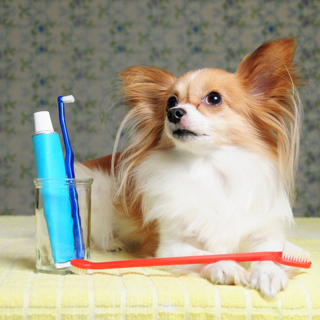 Little dog next to dental products