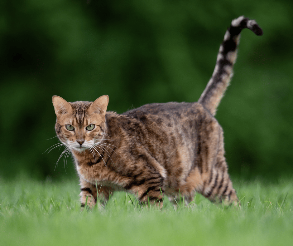 Brown cat walking through grass in a fierce stance 