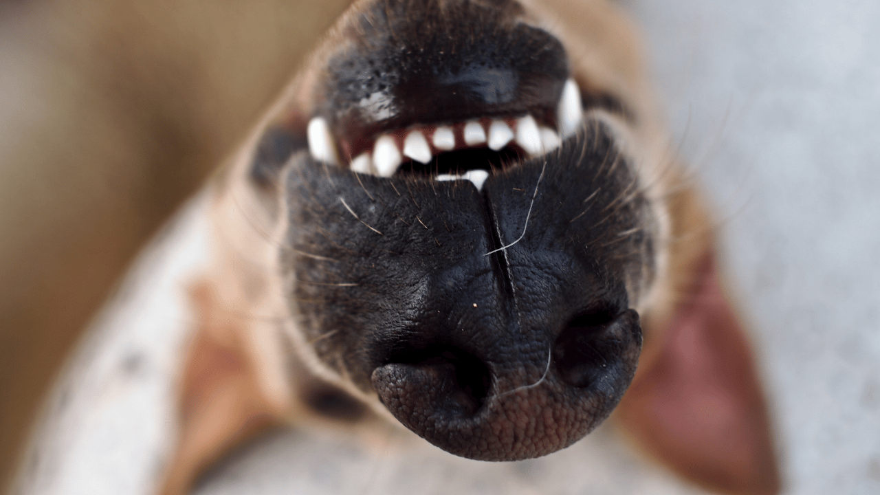 Smiling dog and snoot with teeth showing