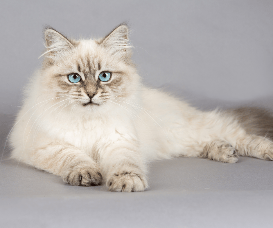 White cat with blue eyes, looking at the camera; there is a gray background
