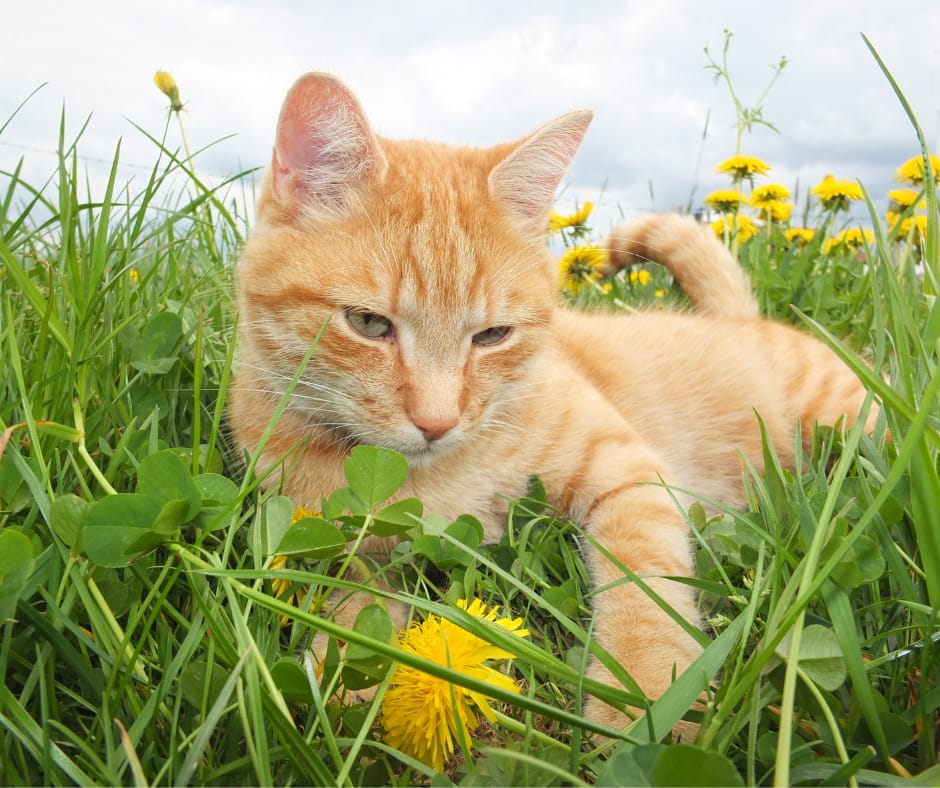 Cat holding yellow flower in grass