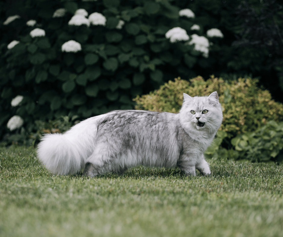 Gray, long haired cat walking in grass
