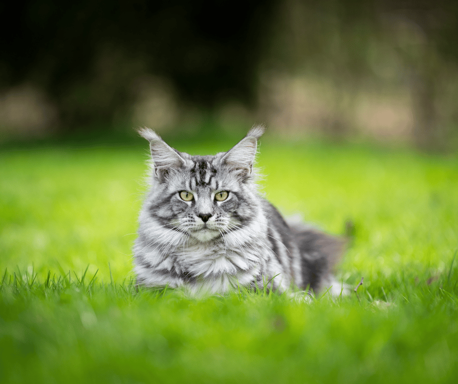 Beautiful gray cat in grass