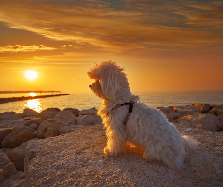 White dog looking at beach sunset 