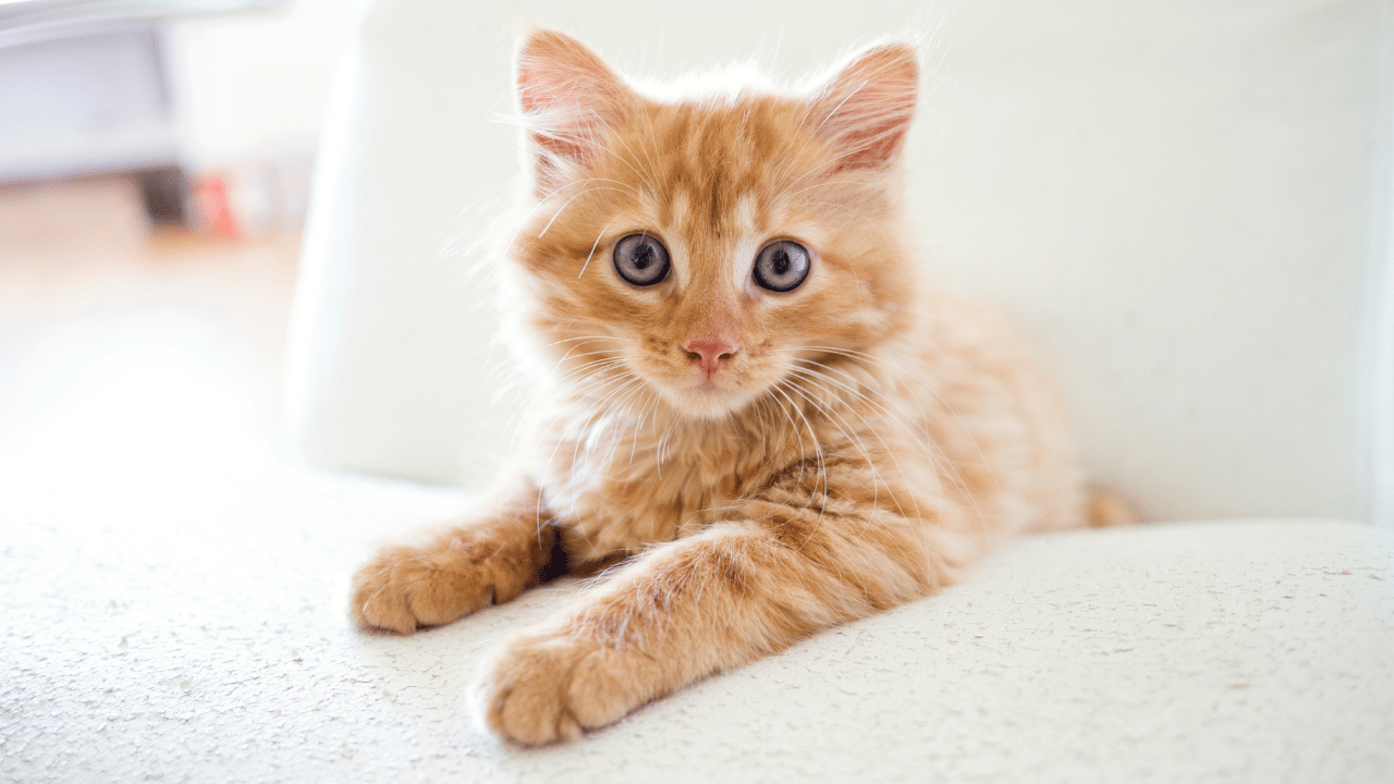 Orange kitten with blue eyes, sitting on a chair; looking at camera