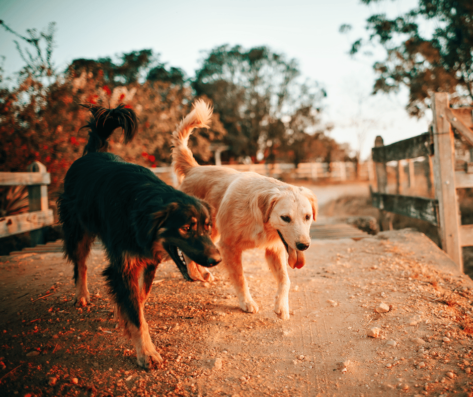 Two dogs walking next to each other