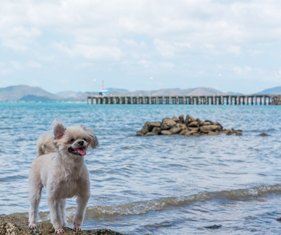 White dog smiling with crystal blue beach behind him and a pier