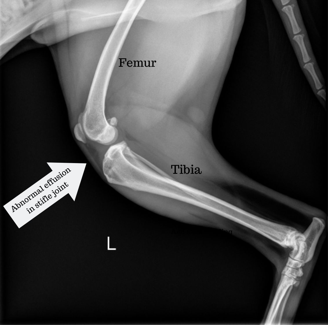 Left leg X-ray