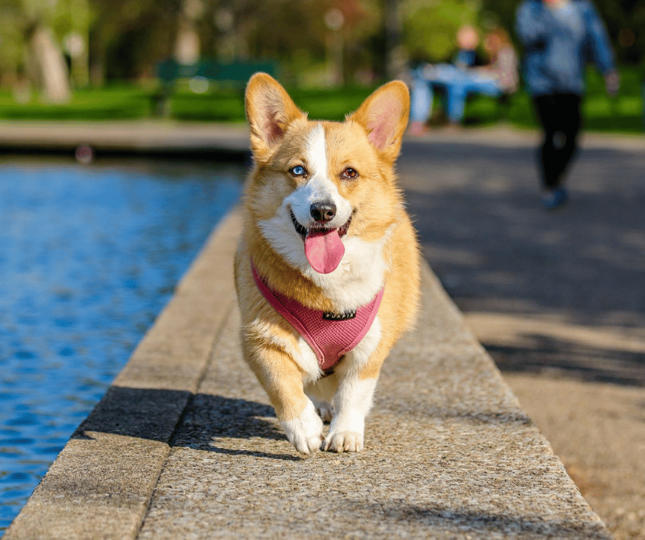 Smiling Corgi with tongue out and teo different colored eyes - brown and blue. 