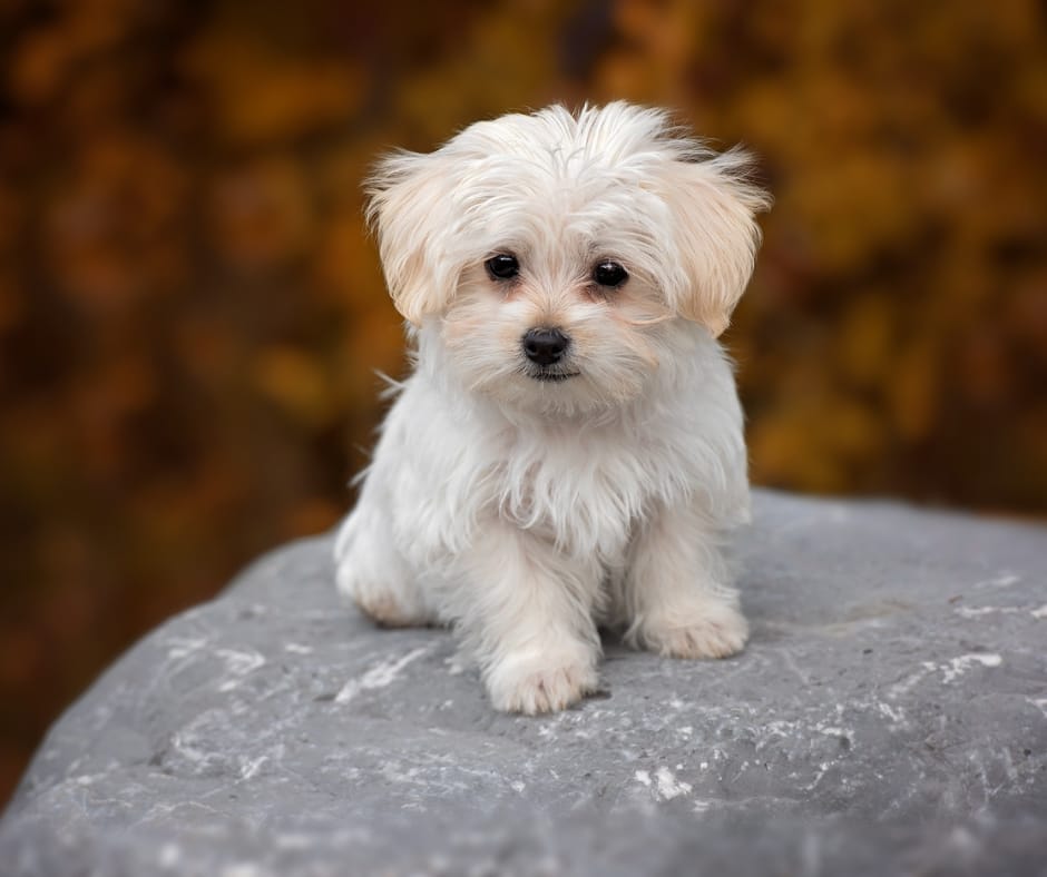 White fluffy puppy sitting on a stone; with fall trees in the background