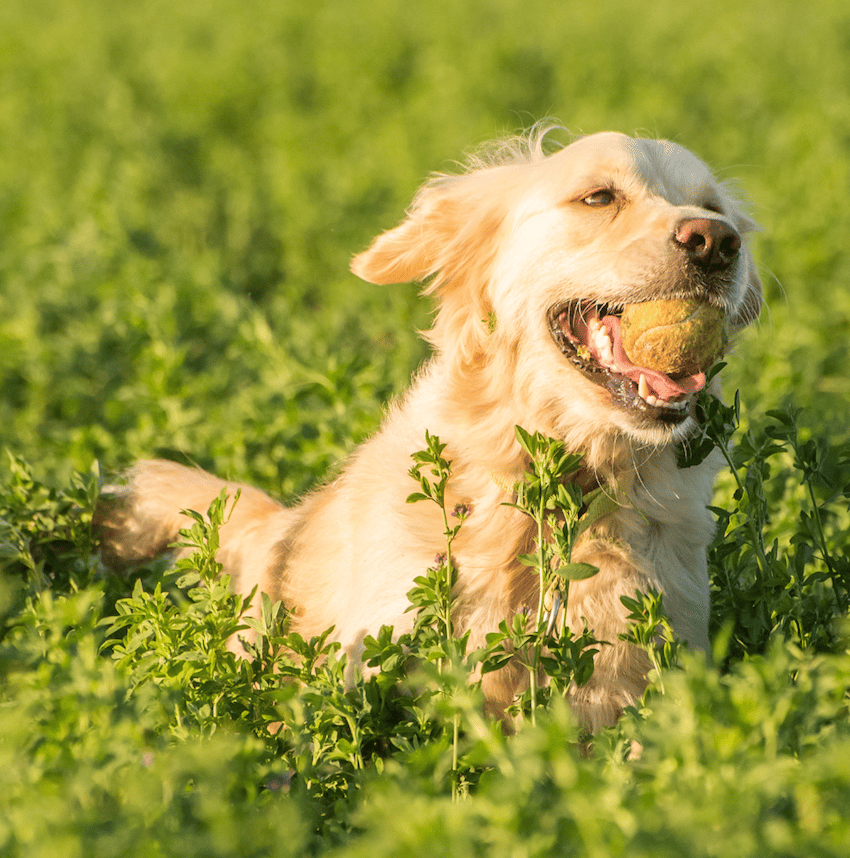 Happy golden running with a ball on tall green grasses