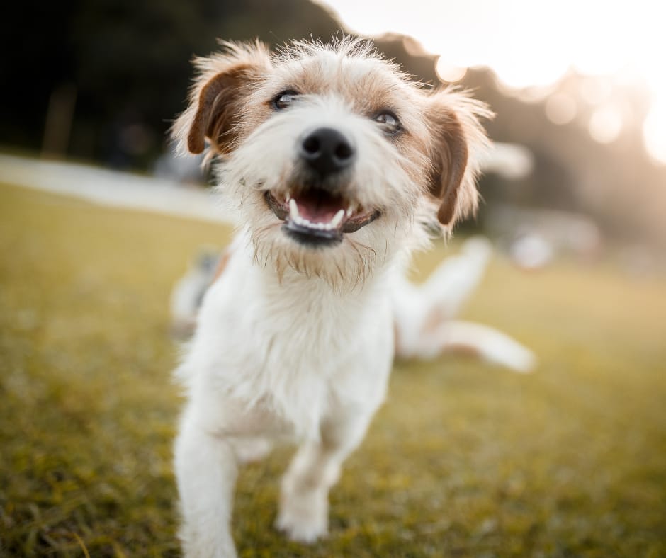 Happy dog running towards the camera with a smile. 