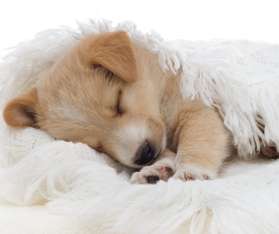 Sleeping puppy in a white blankie