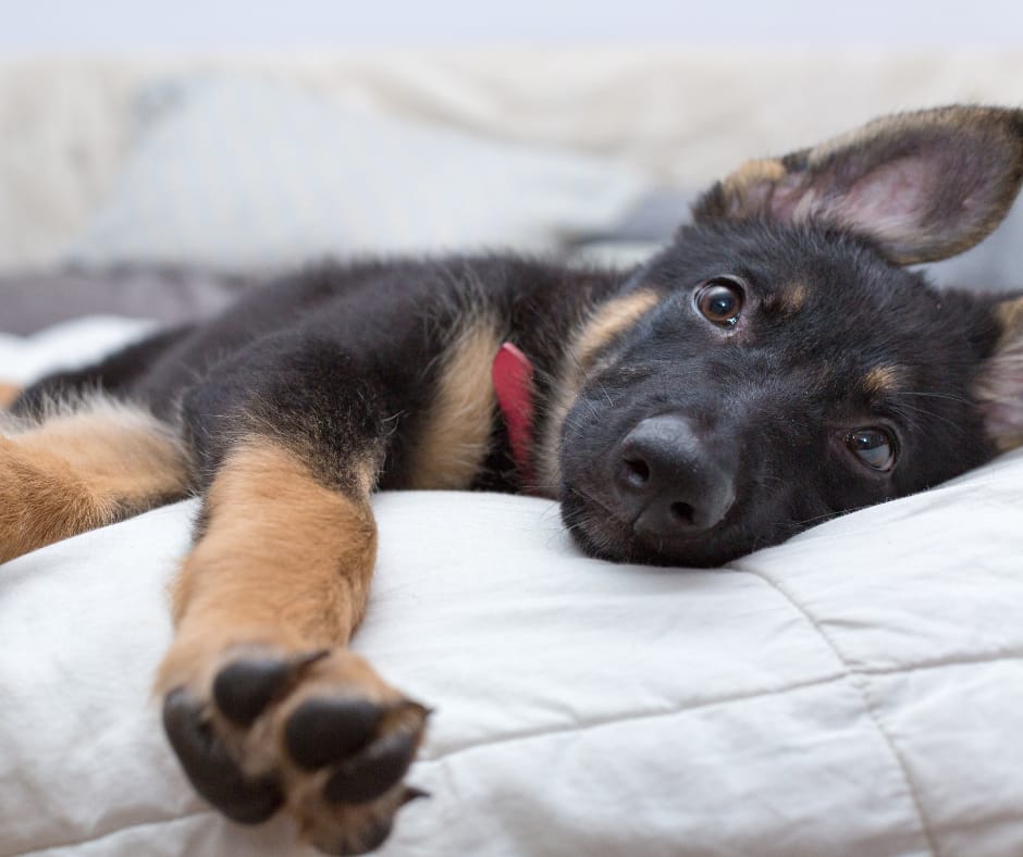 German Shepard puppy with a red collar, laying down