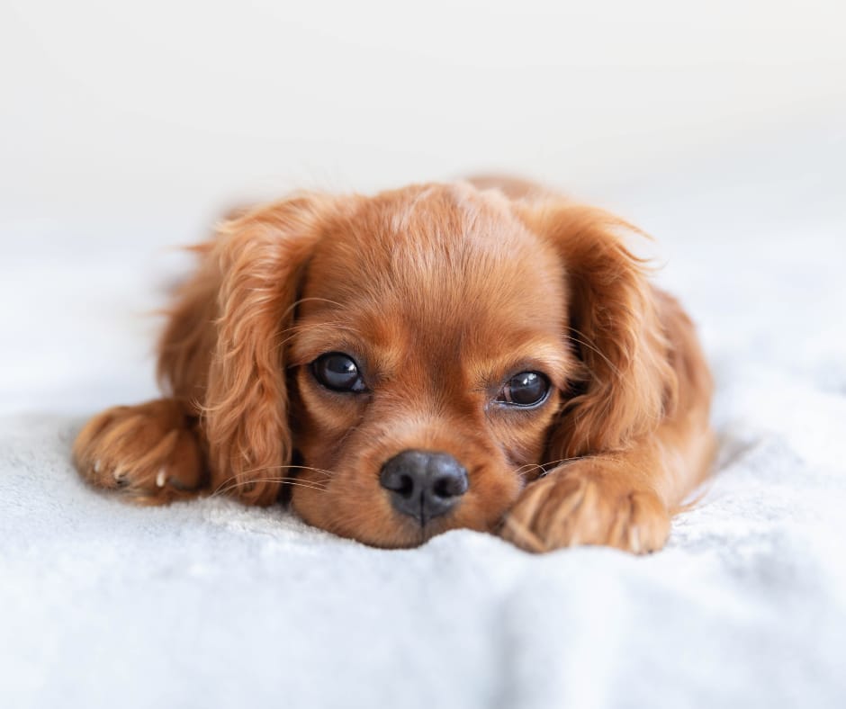 Cute dog looking at camera with a white background 