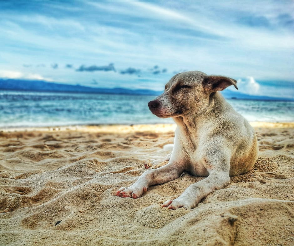 Dog sitting on the beach with their eyes closed