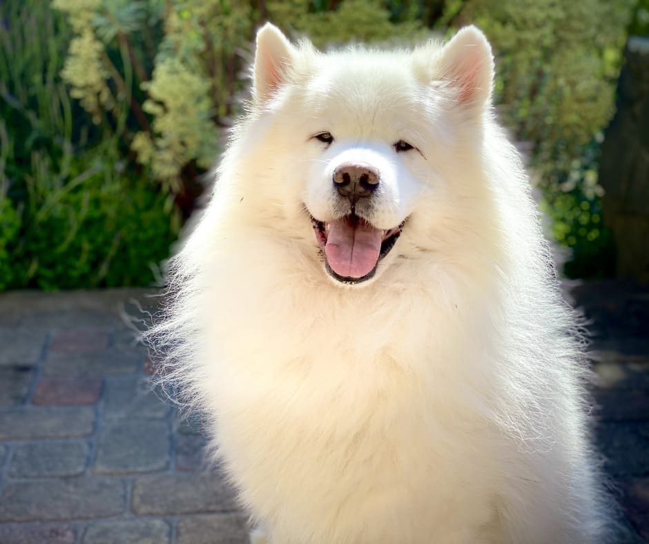 White dog with long fur sticking tongue out