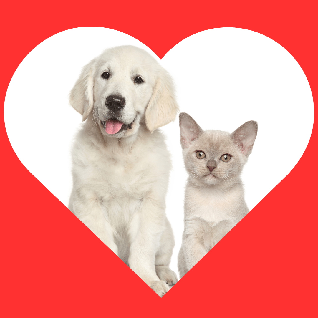 Dog and cat in a heart shaped photo with a red borderline