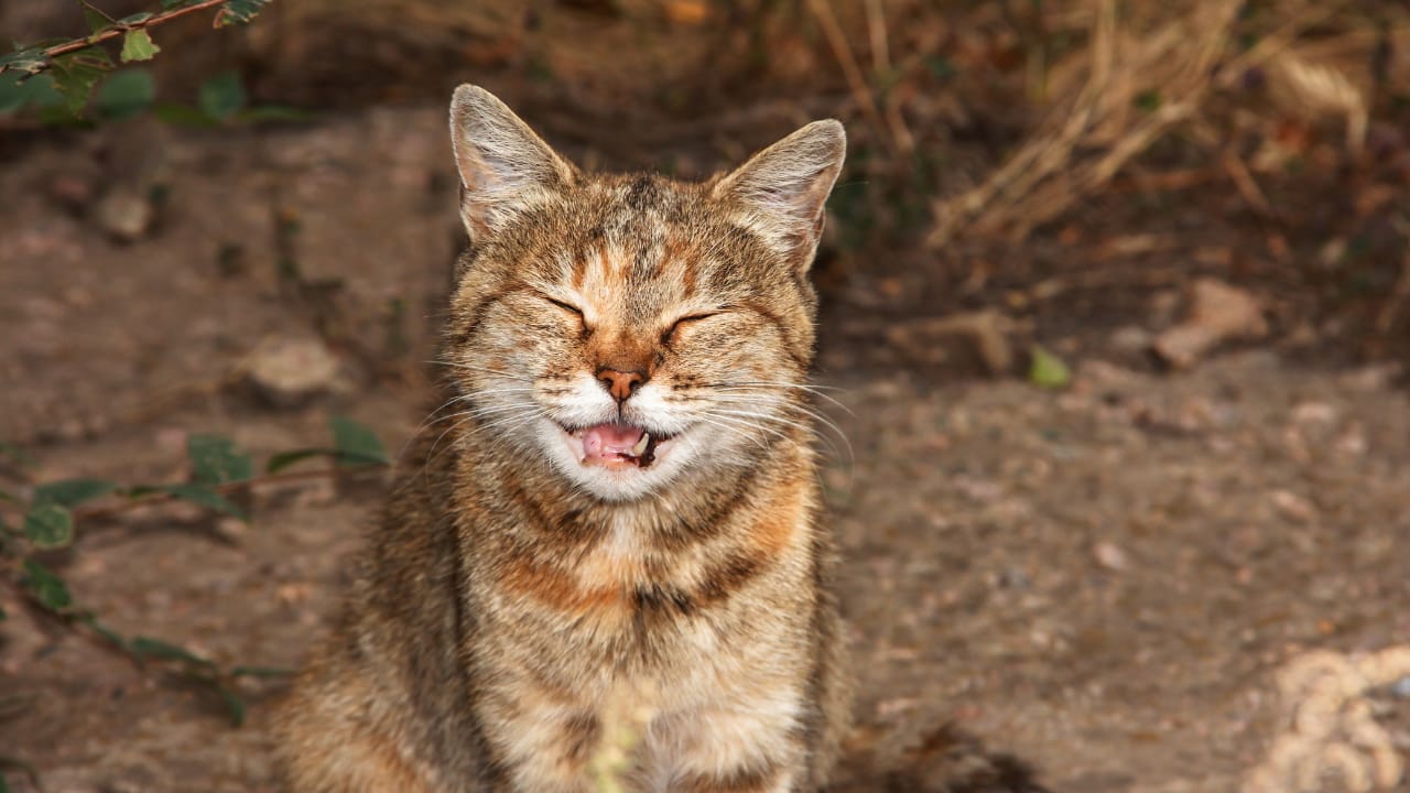 Cat with it's eyes closed, smiling; gums are showing 