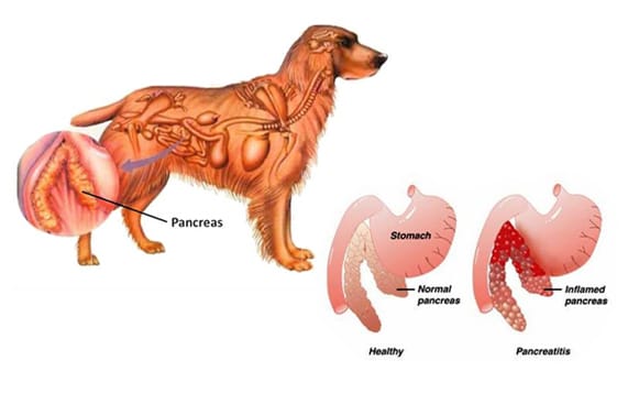 Diagram of Canine Pancreatitis 