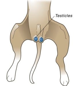 Outline of Canine Testicles
