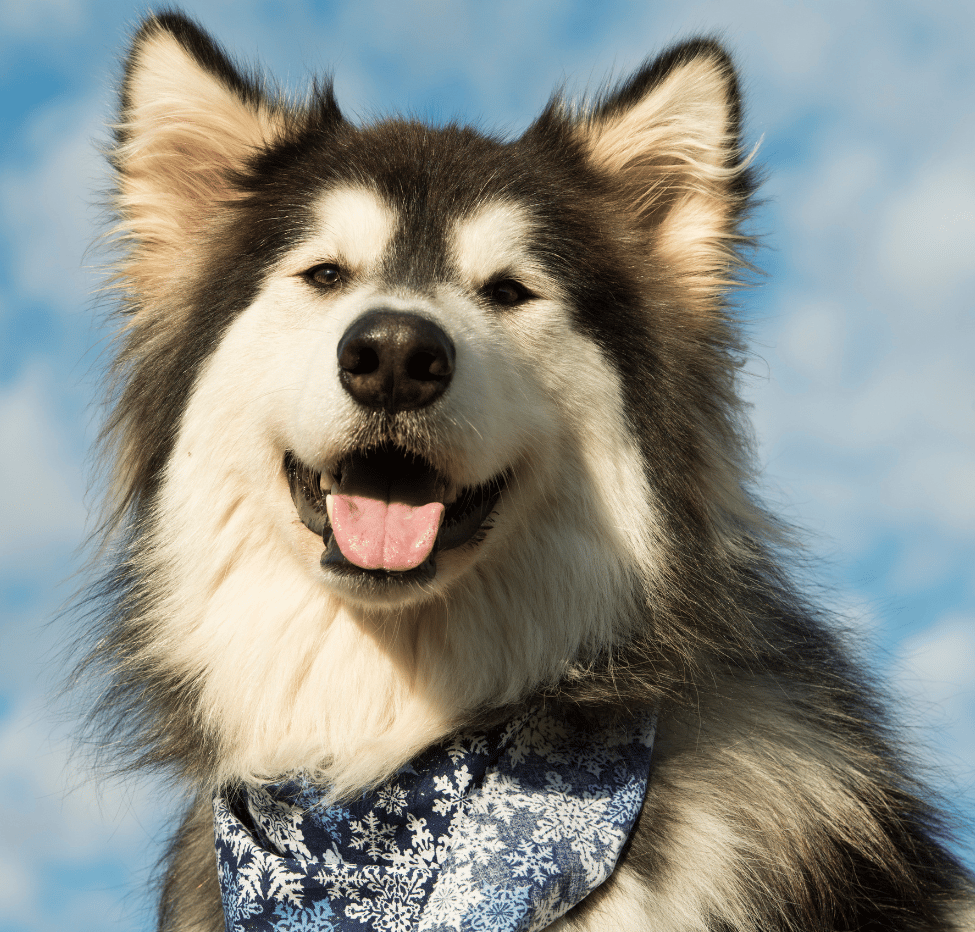 Alaskan Malamute dog, with a snowflake bandana, smiling