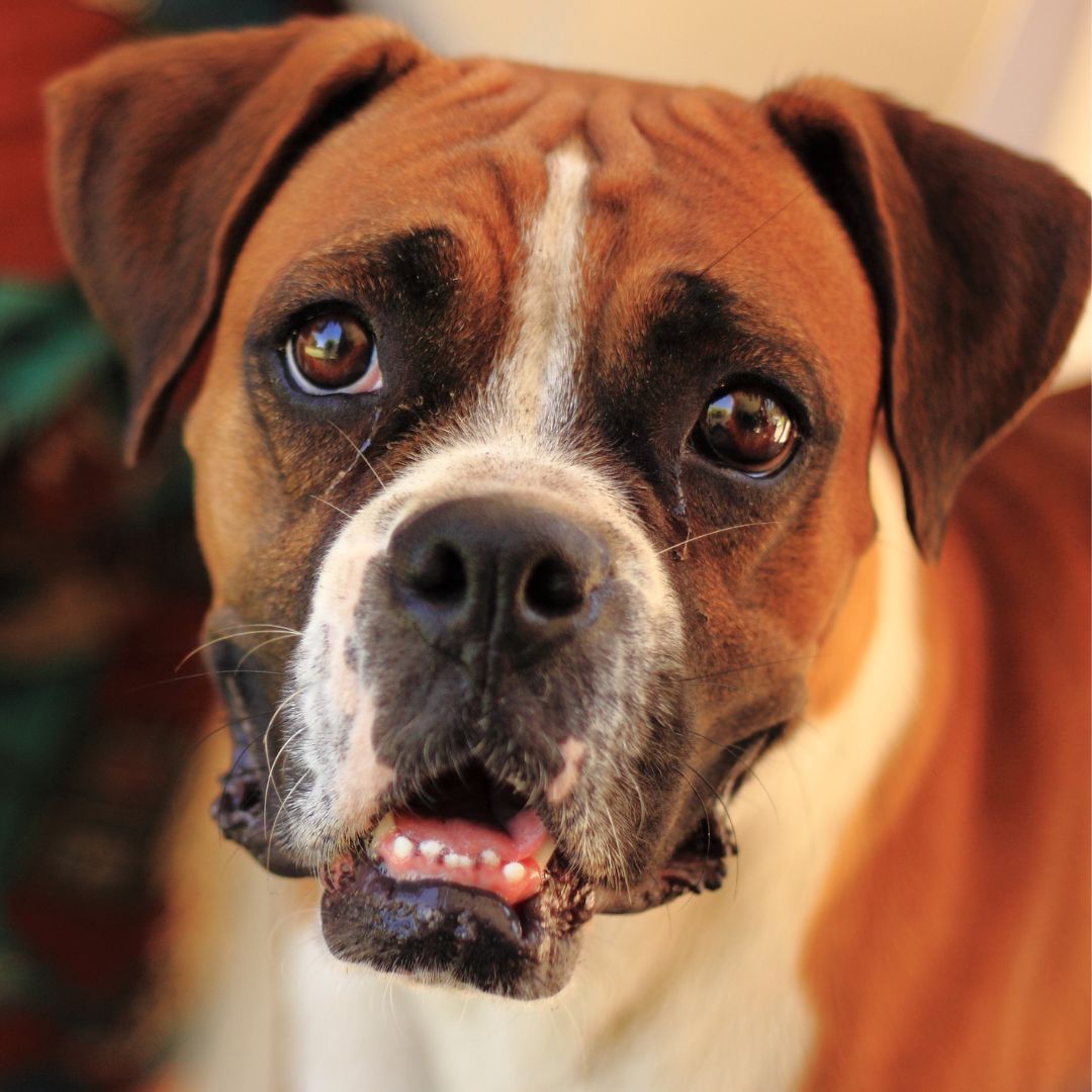 Cute boxer looking into the camera