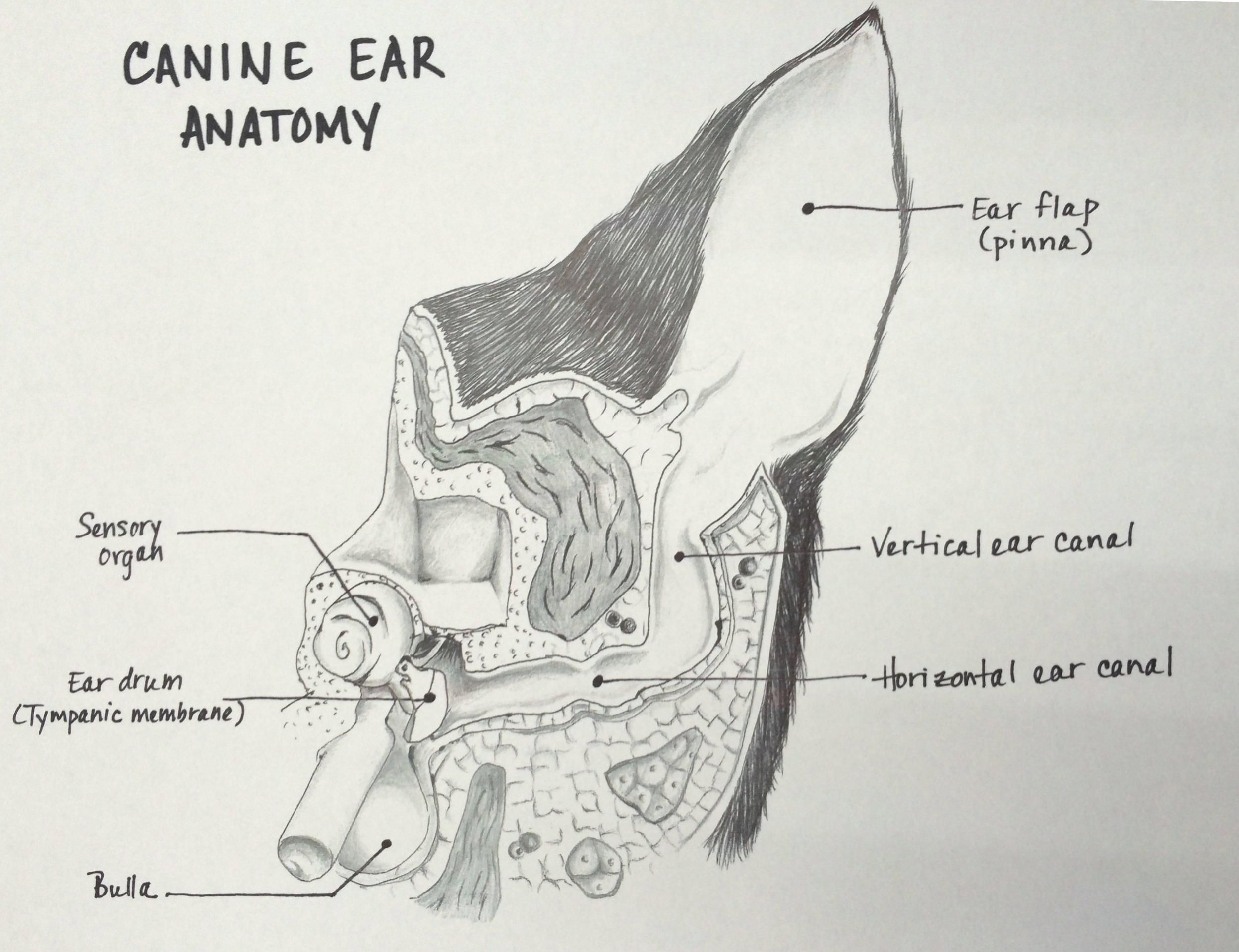 Diagram of a canine ear canal