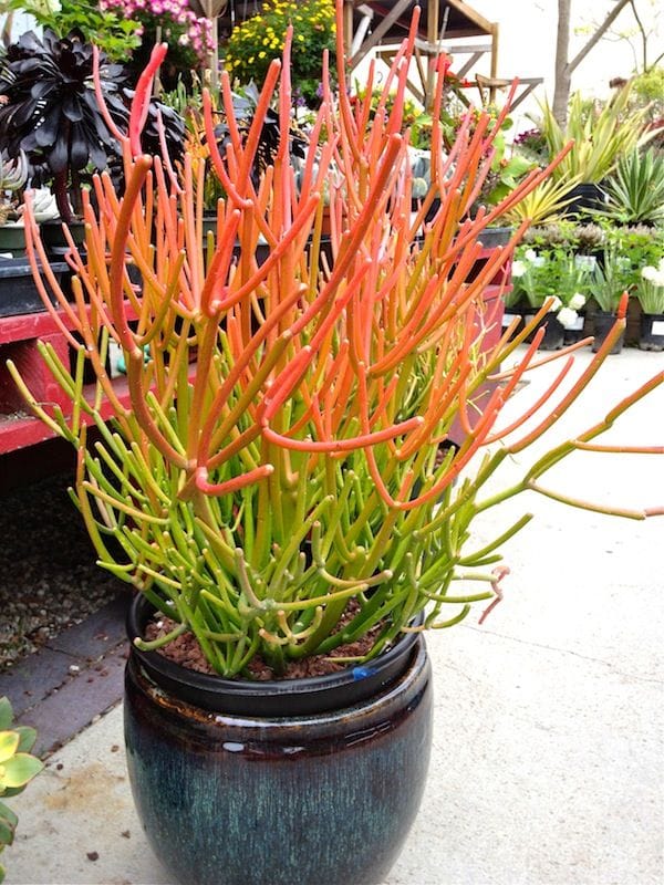 Potted Fire Stick Plant