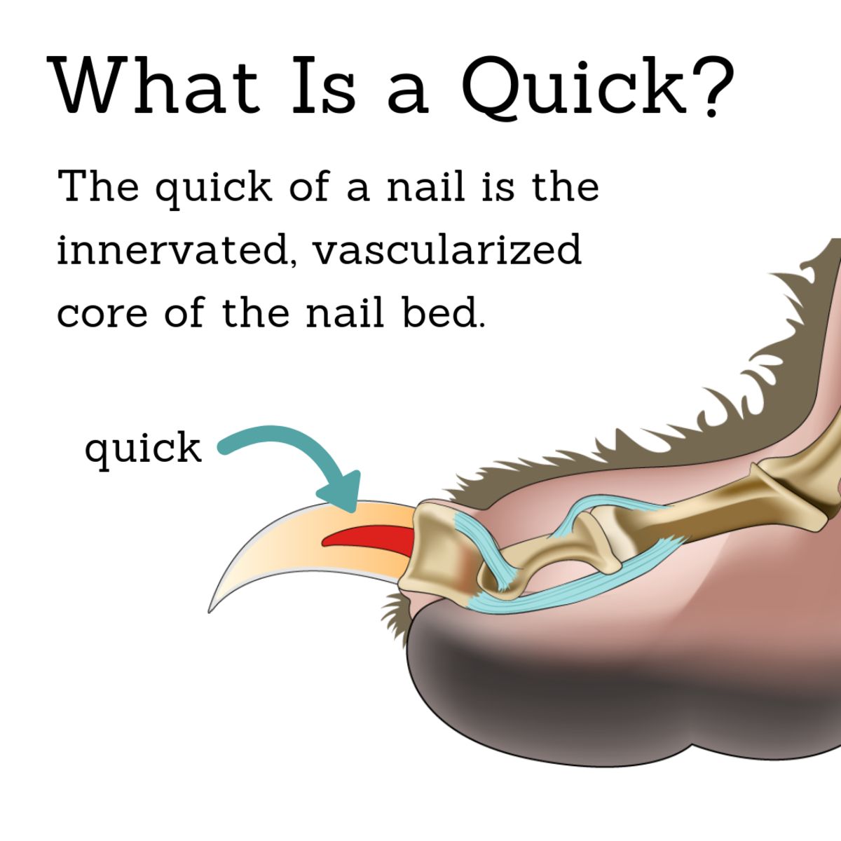 Diagram of a dog nail and quick 