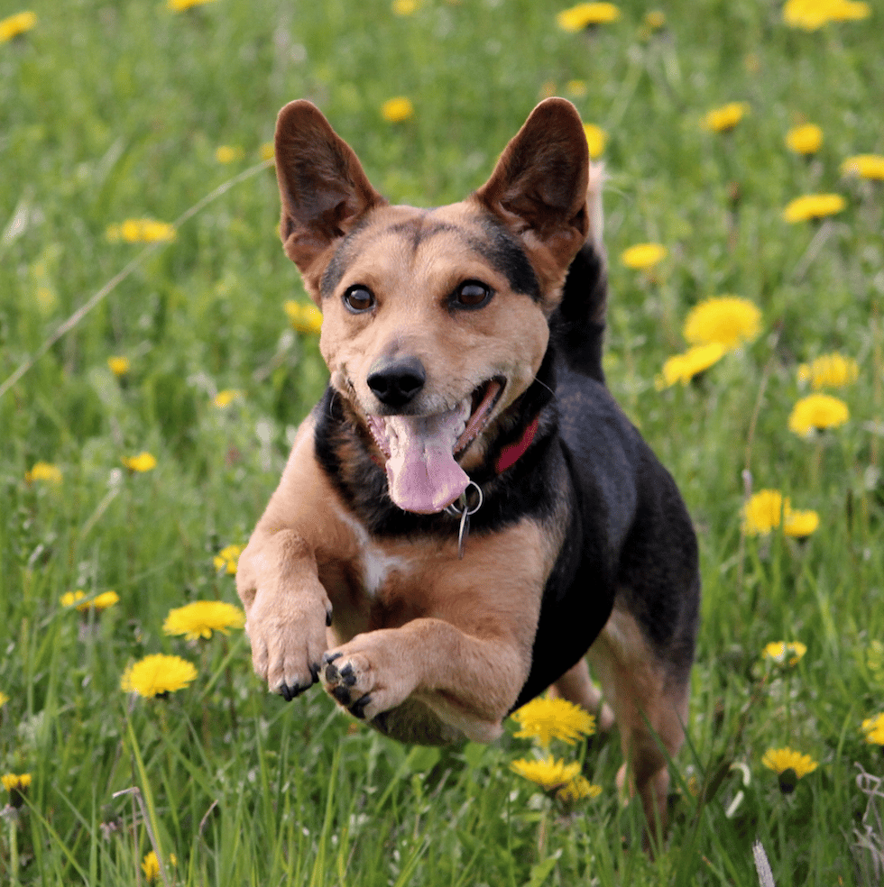Dog running through yellow flower fields