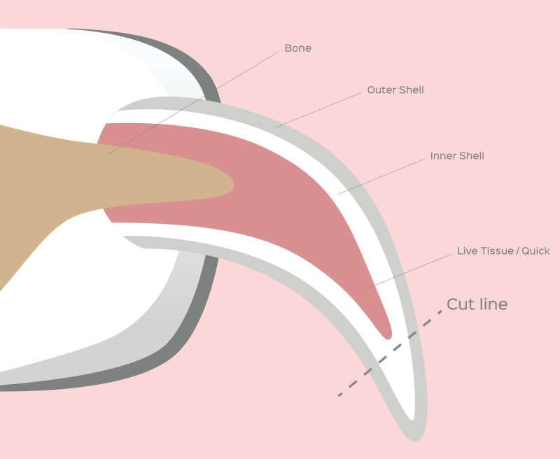 Dog Nail Anatomy Pink Diagram