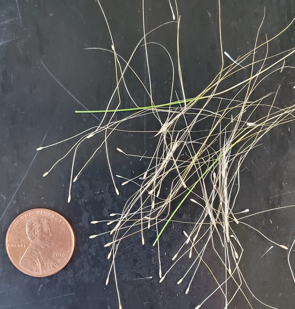 Penny next to the plant fibers