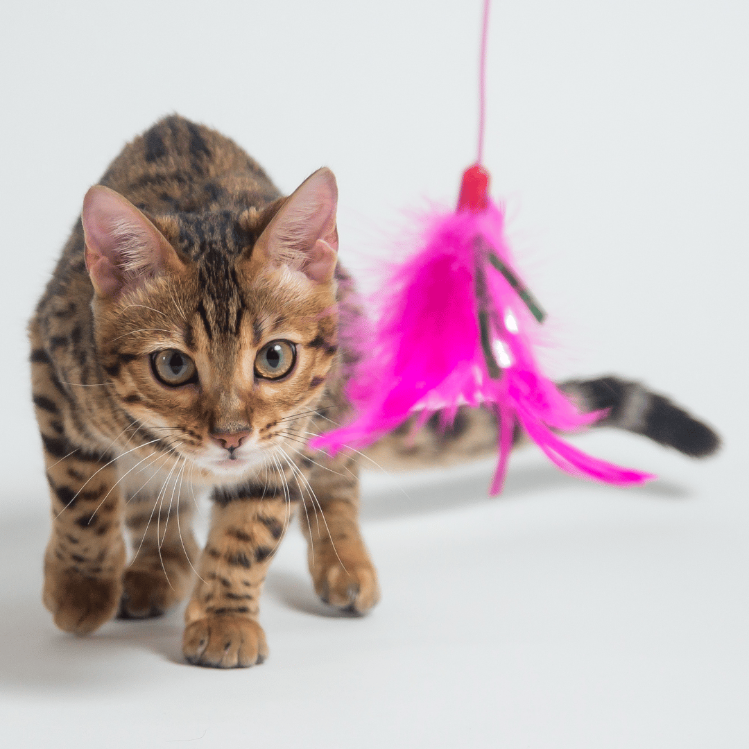 Bengal spotted cat hunting bright pink feather toy