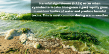 algae blooms and dogs