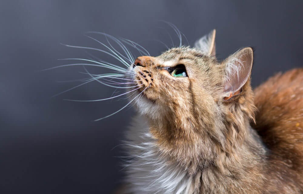 20 Amazing Facts About Cats