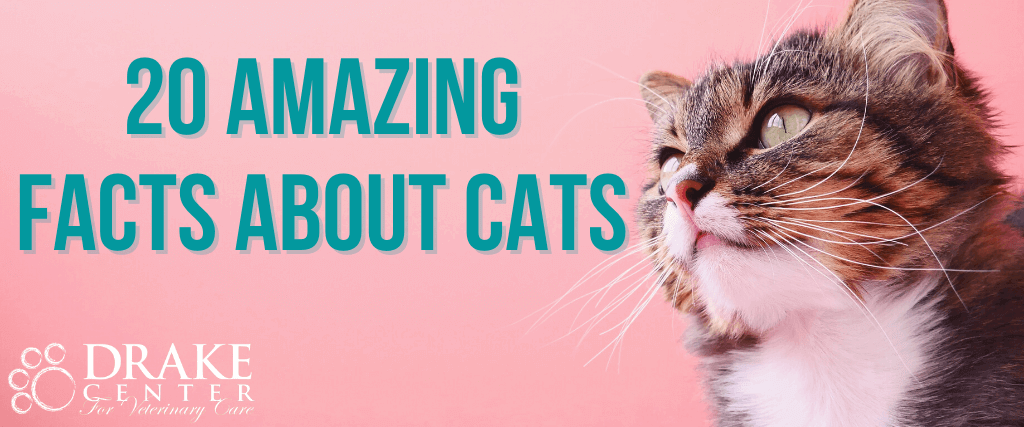 amazing facts about cats