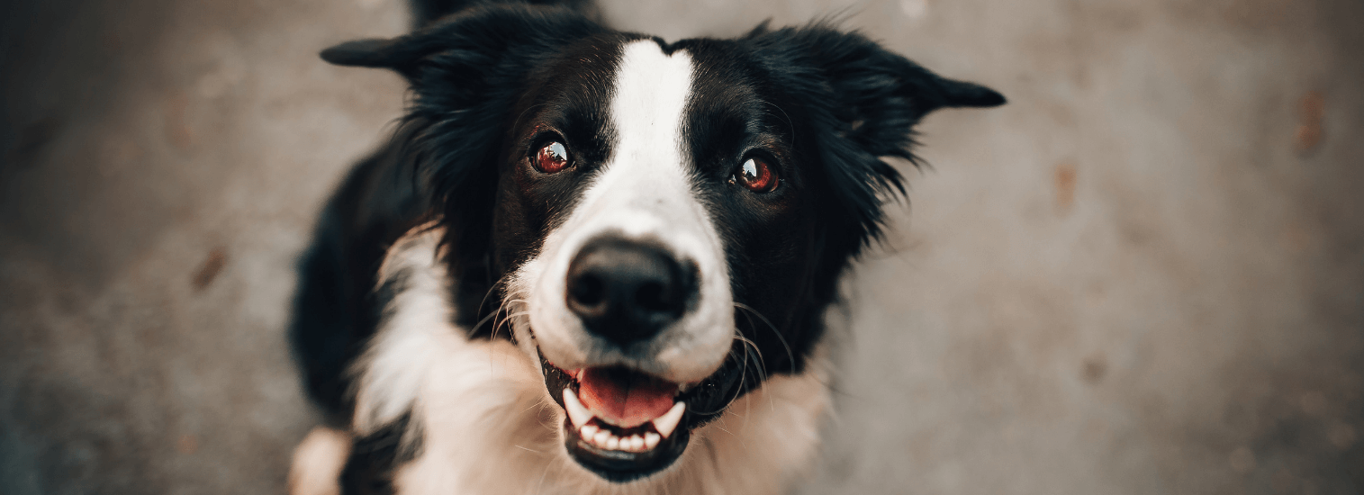 Good Dog Campaign Kick Off: Gender Reveal