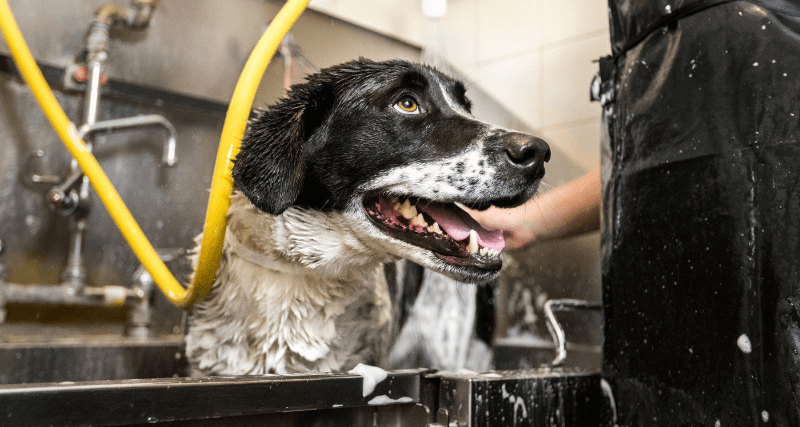 Update to Boarding and Bathing at The Drake Center