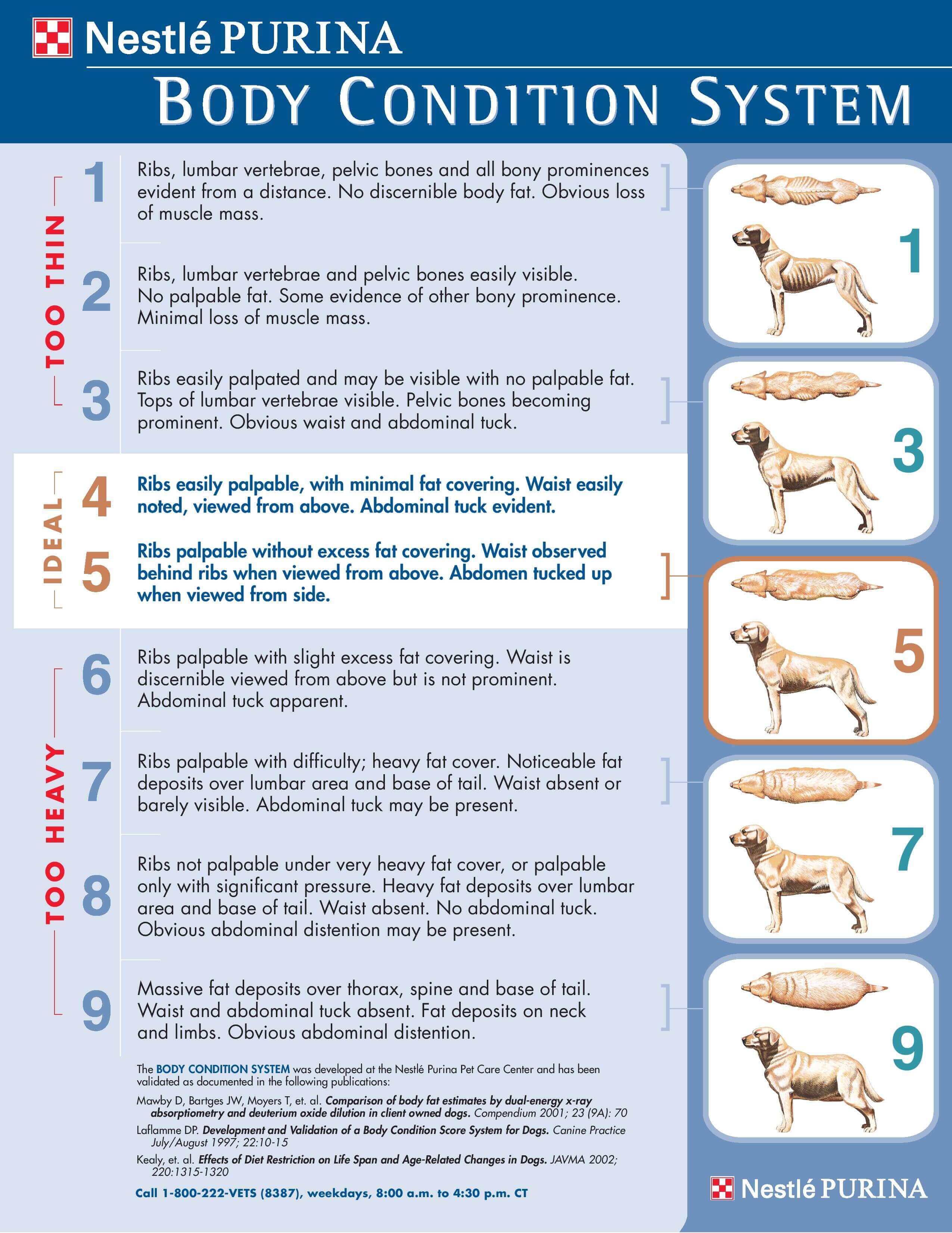 Is My Dog Too Skinny Chart