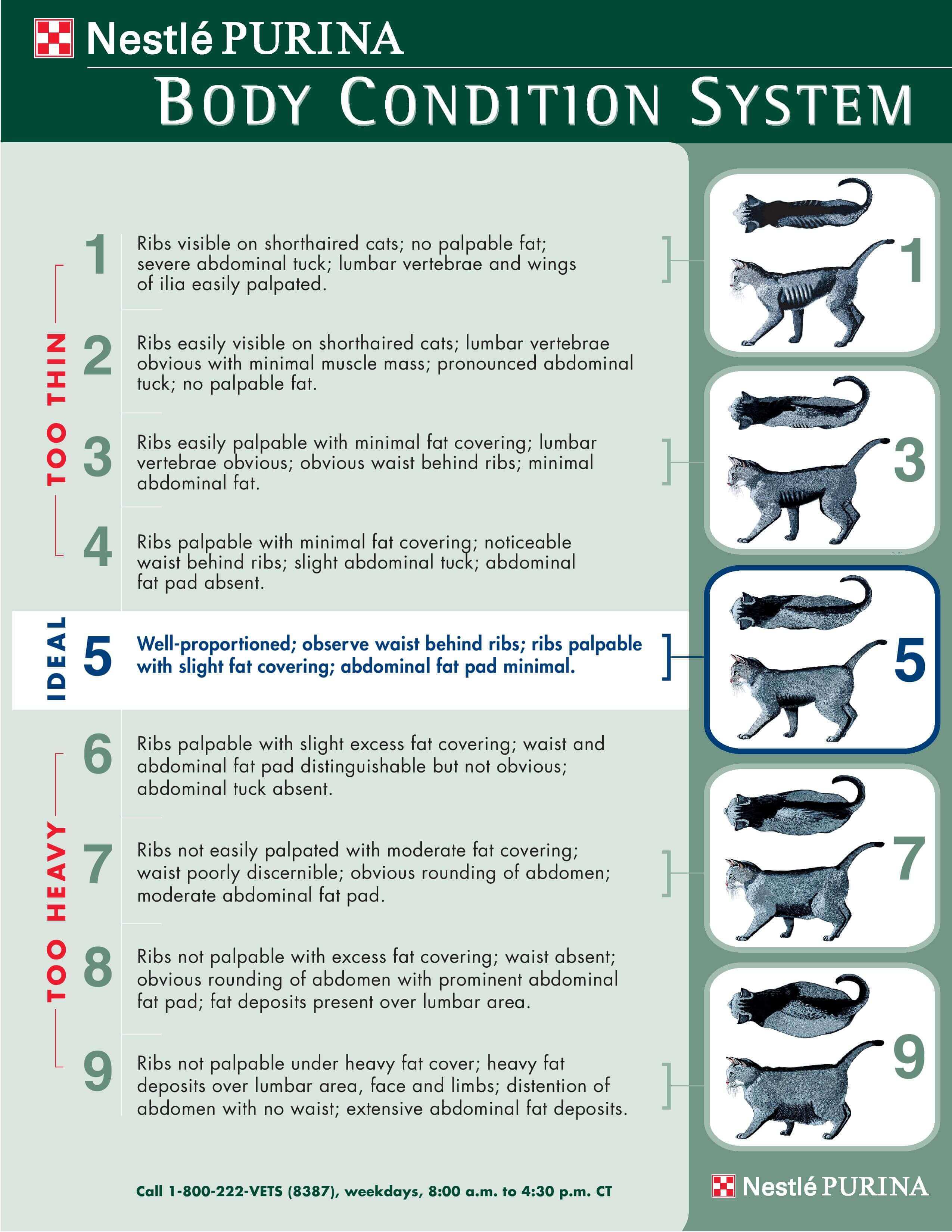 Average Cat Weight Chart