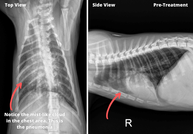pre-treatment xray